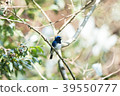 blue bird	 39550777