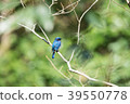 blue bird	 39550778