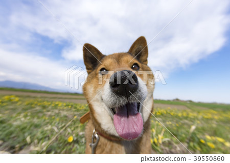 Shiba Inu Shiba Inu 39550860