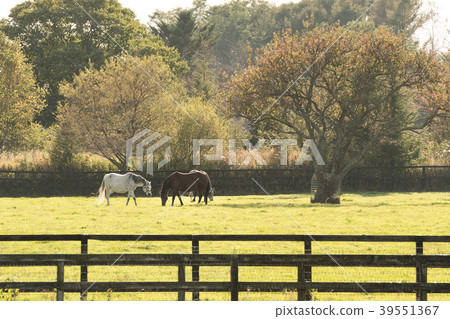 Racehorse Breeding Ranch / Hokkaido Thoroughbred Ginza in Hidaka-cho Racehorse Breeding Ranch / Hokkaido Thoroughbred Ginza in Hidaka-cho 39551367