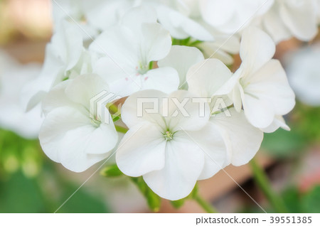 White Geranium flower in a garden. White Geranium flower in a garden. 39551385