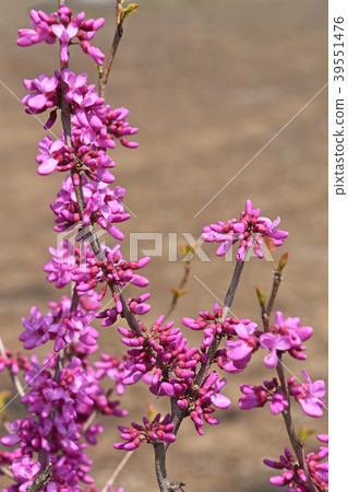 紫荊花（花吉） 39551476