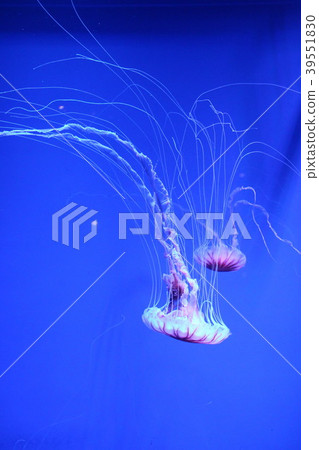 Red moss Red moss 39551830