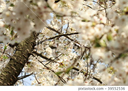 Ryoryu Park Sakura Festival 39552536