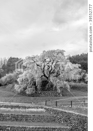 [Monochrome] Matabei Sakura 39552777