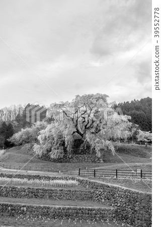 [Monochrome] Matabei Sakura 39552778
