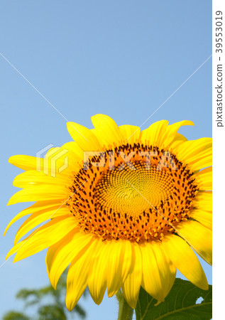 Sun Flower  39553019