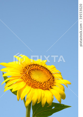 Sun Flower  39553020
