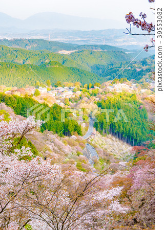 Nara Prefecture-Yoshinoyama cherry blossoms-early morning Nara Prefecture-Yoshinoyama cherry blossoms-early morning 39553082