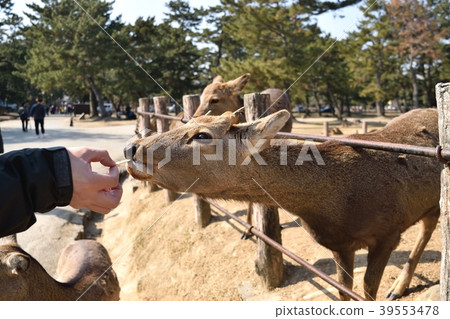 Deer in Nara Park Deer in Nara Park 39553478