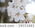 櫻花 39553483