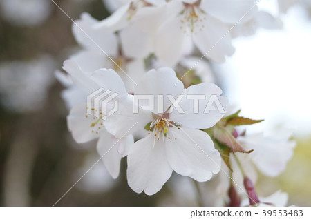 櫻花 櫻花 39553483