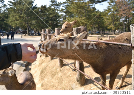 Deer in Nara Park Deer in Nara Park 39553511