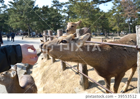 Deer in Nara Park Deer in Nara Park 39553512