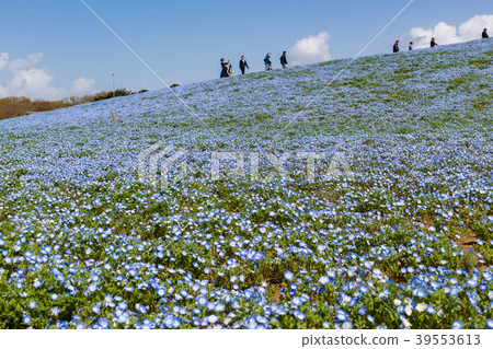 Nemophila in the park 39553613