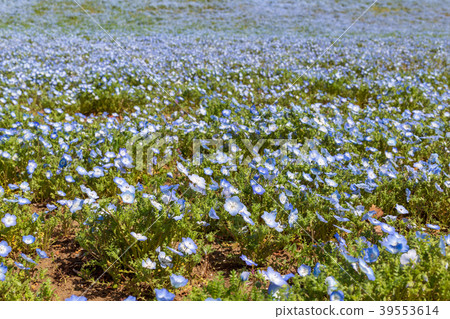 Nemophila in the park 39553614