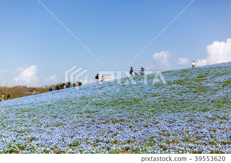 Nemophila在公園裡 Nemophila在公園裡 39553620