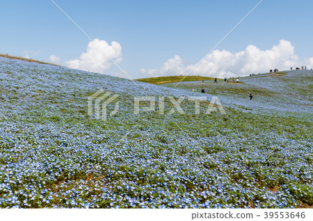Nemophila in the park 39553646
