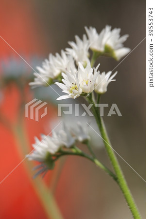 Iwayatsude Iwayatsude 39553743