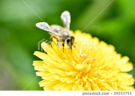 Bee on the dandelion 39553755