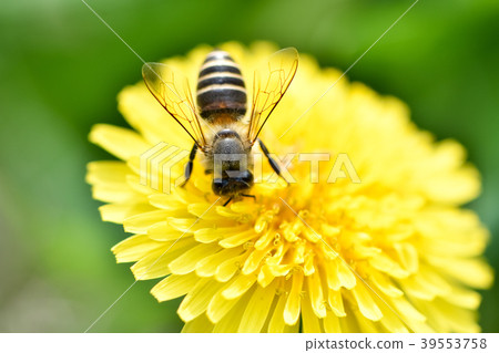 Bee on the dandelion 39553758