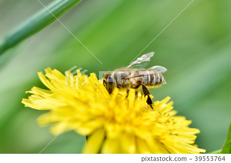 Bee on the dandelion 39553764