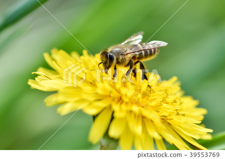 Bee on the dandelion 39553769