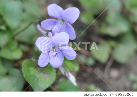 Viola grypocera 39553865