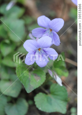 Viola grypocera Viola grypocera 39553866
