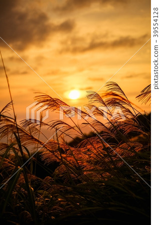 Dusk of autumn 39554128