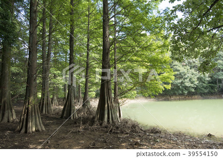 Fukuoka Fukuoka 39554150