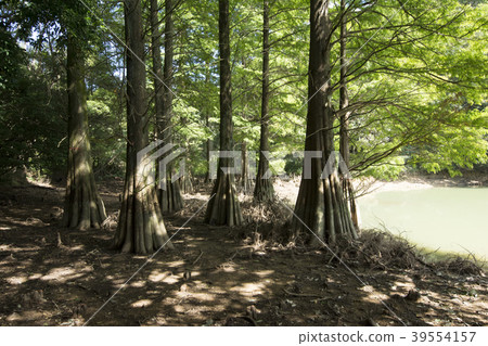 Fukuoka Fukuoka 39554157