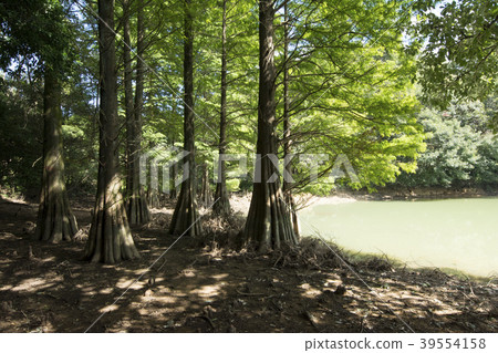 Fukuoka Fukuoka 39554158