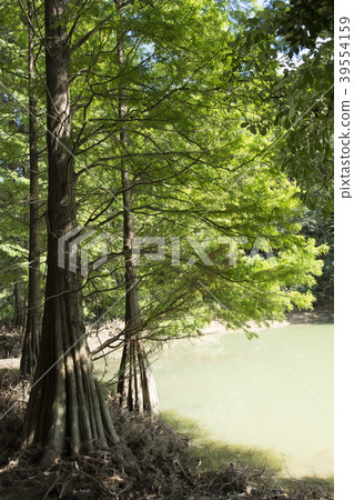 Fukuoka Fukuoka 39554159