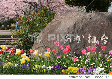 Akanedai Sakura 2 Akanedai Sakura 2 39554916