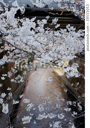 目黑河的櫻花 目黑河的櫻花 39555053