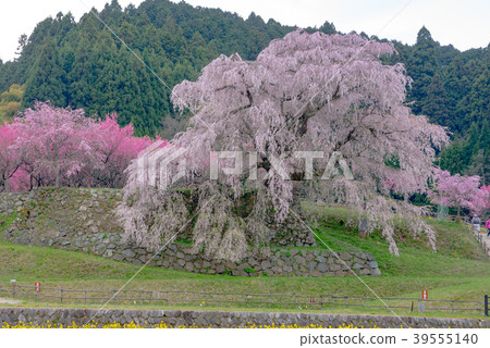 Matabei Sakura Matabei Sakura 39555140