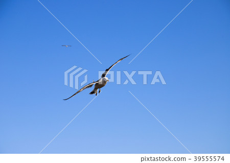 飛行在天空的海鷗，飛行在藍天的海鷗 39555574