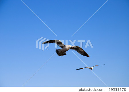 飛行在天空的海鷗，飛行在藍天的海鷗 39555578