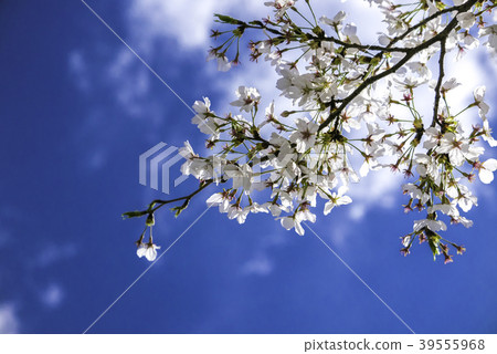 櫻花盛開的藍天 櫻花盛開的藍天 39555968