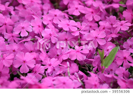 Moss phlox  39556306