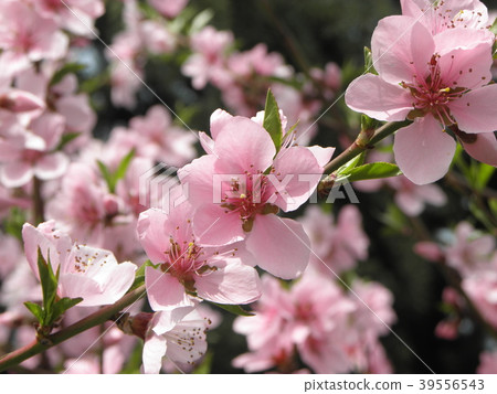 Peaches Peaches 39556543