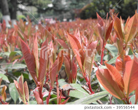 Group dance of new shoots 39556544