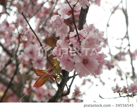 Where the cherry blossoms bloom Where the cherry blossoms bloom 39556545