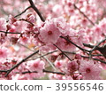 櫻花盛開的地方 39556546