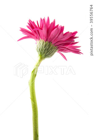 single gerbera flower pink isolated on white single gerbera flower pink isolated on white 39556764