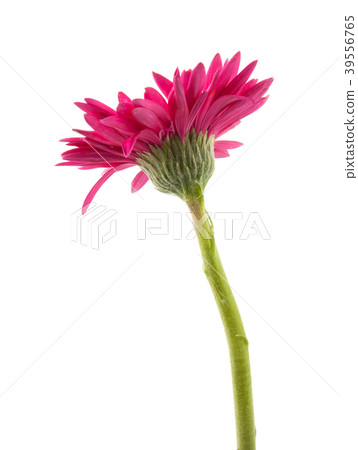single gerbera flower pink isolated on white single gerbera flower pink isolated on white 39556765