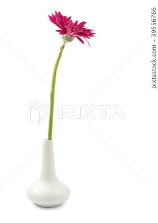 single gerbera  flower pink on vase isolated 39556766