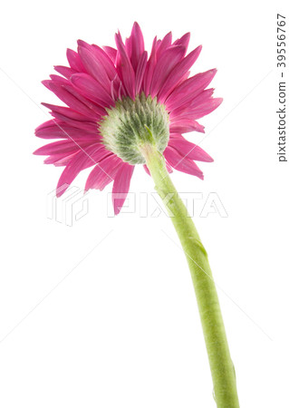 single gerbera flower pink isolated single gerbera flower pink isolated 39556767