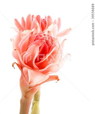 closeup pink torch ginger flower etlingera elatior closeup pink torch ginger flower etlingera elatior 39556889
